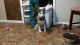 Siberian Husky Puppies for sale in Covington, GA 30016, USA. price: NA