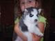 Siberian Husky Puppies for sale in Anahola, HI 96703, USA. price: $300