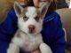 Siberian Husky Puppies for sale in Danvers, MA 01923, USA. price: NA