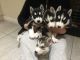 Siberian Husky Puppies for sale in NM-597, Teec Nos Pos, NM 86514, USA. price: NA