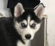 Siberian Husky Puppies for sale in Arthur, IL, USA. price: NA