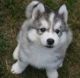 Siberian Husky Puppies for sale in Birmingham, MI 48009, USA. price: NA