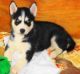Siberian Husky Puppies for sale in OH-73, New Vienna, OH 45159, USA. price: NA