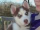 Siberian Husky Puppies for sale in Elkland, MO 65644, USA. price: NA