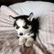 Siberian Husky Puppies for sale in Stockton, CA, USA. price: NA