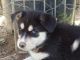 Siberian Husky Puppies for sale in Hawthorne, CA, USA. price: NA