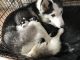 Siberian Husky Puppies for sale in AZ-89A, Cottonwood, AZ 86326, USA. price: $400