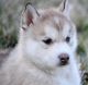 Siberian Husky Puppies for sale in Richmond, VA, USA. price: NA