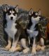 Siberian Husky Puppies for sale in Maple Lake, MN 55358, USA. price: NA