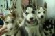 Siberian Husky Puppies for sale in Chattanooga, TN, USA. price: $500