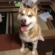 Siberian Husky Puppies for sale in Bolingbrook, IL 60440, USA. price: $550