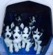 Siberian Husky Puppies for sale in Marlton, NJ 08053, USA. price: NA