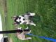Siberian Husky Puppies for sale in Dundee, OH 44624, USA. price: $750
