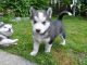 Siberian Husky Puppies for sale in Colma, CA, USA. price: NA