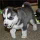 Siberian Husky Puppies for sale in Wenatchee, WA 98801, USA. price: NA