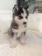 Siberian Husky Puppies for sale in St. Louis, MO, USA. price: $720