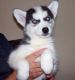 Siberian Husky Puppies for sale in Providence, RI, USA. price: NA