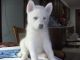 Siberian Husky Puppies for sale in California St, San Francisco, CA, USA. price: NA