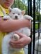 Siberian Husky Puppies for sale in California St, San Francisco, CA, USA. price: NA