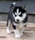 Siberian Husky Puppies for sale in Nevada, MO 64772, USA. price: $300