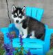 Siberian Husky Puppies for sale in Houston Rd, Florence, KY 41042, USA. price: $500