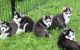 Siberian Husky Puppies for sale in Walnut, CA, USA. price: NA