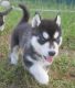 Siberian Husky Puppies for sale in Pennsylvania Ave, Richmond, CA 94801, USA. price: NA