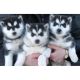 Siberian Husky Puppies for sale in Lufkin, TX, USA. price: NA