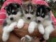 Siberian Husky Puppies for sale in Eustis, FL, USA. price: NA