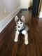 Siberian Husky Puppies for sale in St. Louis, MO, USA. price: $900