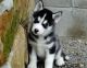 Siberian Husky Puppies for sale in Crenshaw, CA, USA. price: NA