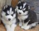 Siberian Husky Puppies for sale in S Albion Rd, Harrison, ID 83833, USA. price: NA