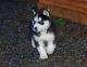 Siberian Husky Puppies for sale in Newborn Way, Douglasville, GA 30134, USA. price: $300