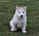 Siberian Husky Puppies for sale in Virginia Ave, Santa Monica, CA 90404, USA. price: NA