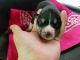 Siberian Husky Puppies for sale in Carlinville, IL 62626, USA. price: NA