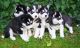 Siberian Husky Puppies for sale in Boston, MA 02114, USA. price: $450