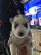 Siberian Husky Puppies for sale in Grangeville, ID 83530, USA. price: NA