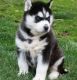 Siberian Husky Puppies for sale in FL-30, Panacea, FL 32346, USA. price: NA