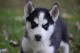 Siberian Husky Puppies for sale in Altamont St, Staten Island, NY, USA. price: NA