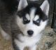 Siberian Husky Puppies for sale in Angora Way, Palmdale, CA 93551, USA. price: $300
