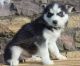Siberian Husky Puppies for sale in Fayette Ave, Sloan, IA 51055, USA. price: NA