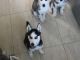 Siberian Husky Puppies for sale in Pasadena, CA 91101, USA. price: NA