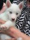 Siberian Husky Puppies for sale in Miami Gardens, FL, USA. price: NA
