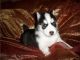 Siberian Husky Puppies for sale in US-130, North Brunswick Township, NJ 08902, USA. price: NA