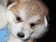 Siberian Husky Puppies for sale in Muskegon County, MI, USA. price: NA