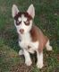 Siberian Husky Puppies for sale in Raleigh, NC, USA. price: NA