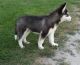 Siberian Husky Puppies for sale in Charlottesville, VA 22905, USA. price: NA