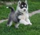 Siberian Husky Puppies for sale in Charlottesville, VA 22905, USA. price: NA