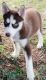 Siberian Husky Puppies for sale in Richmond, VA, USA. price: NA