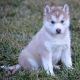 Siberian Husky Puppies for sale in Little Rock, AR, USA. price: NA